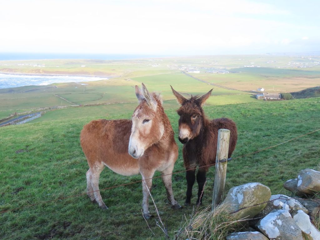 05cce8d3 7c4b 4a02 bc94 b3fe2298b9a6