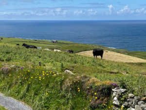 doonagorecottage (13)