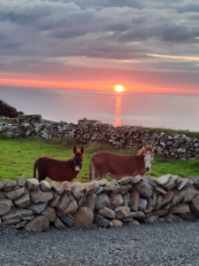 doonagorecottage (14)